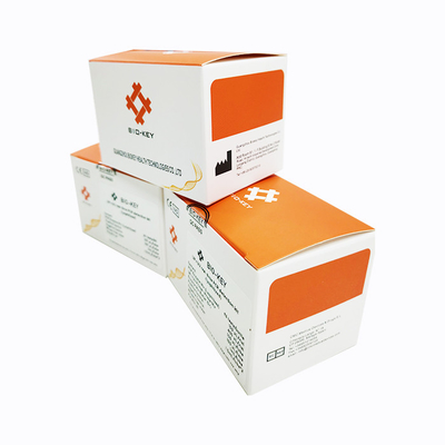 Biokey UP UU Real Time PCR Detection Kit Lyophilized 96 Tests/Kit
